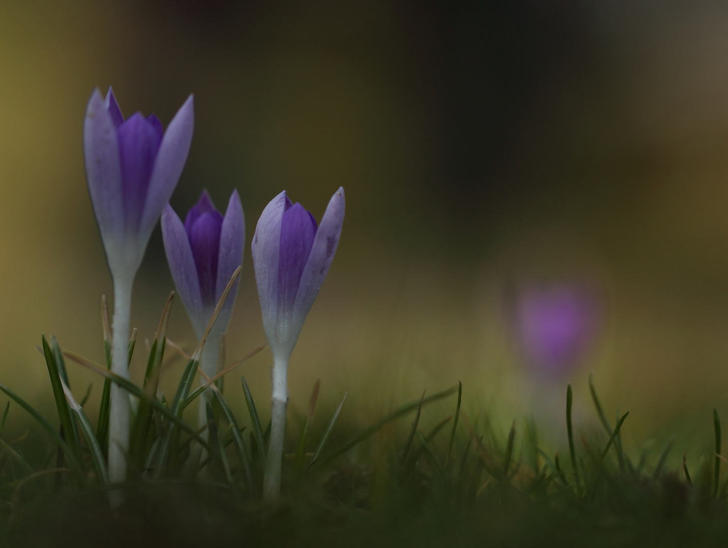 "Will Dir den Frühling zeigen,