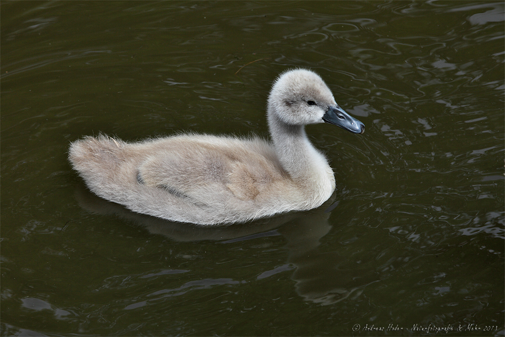 Will einmal ein Schwan werden...! ;-)