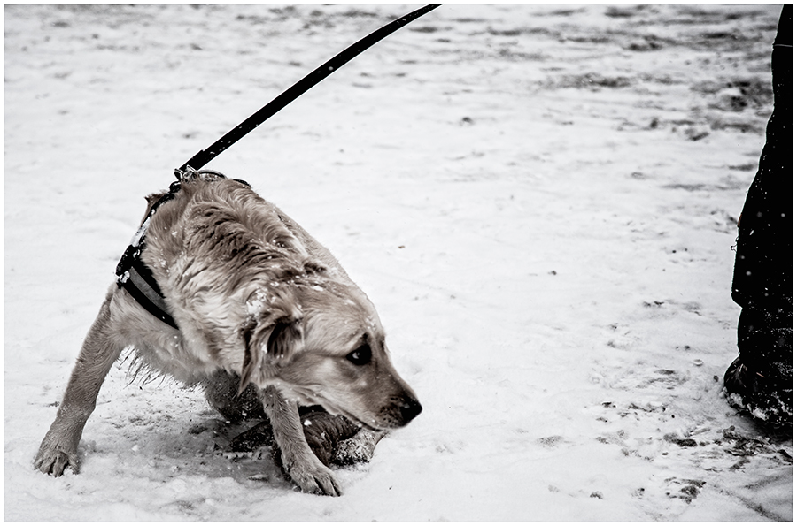 "Will keinen Schnee mehr"