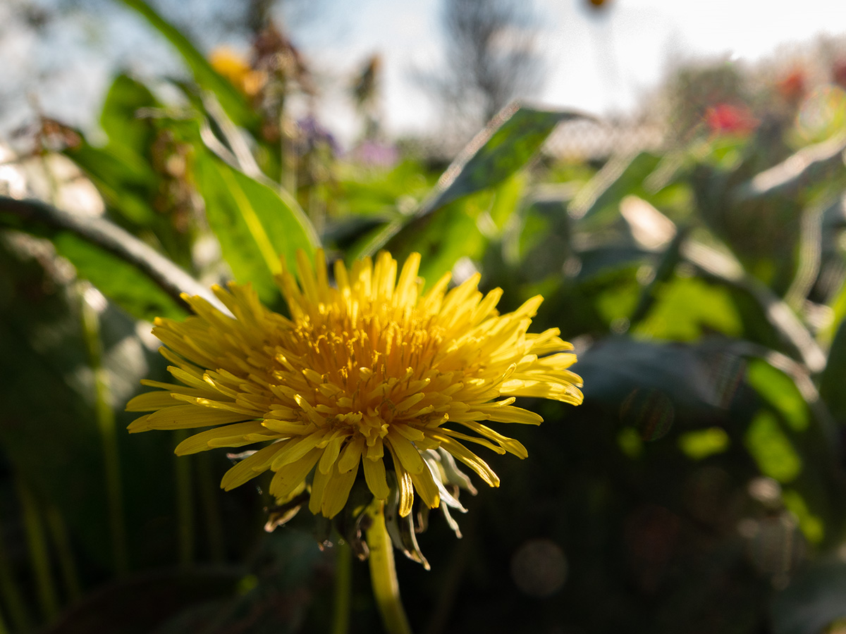 Will mal Pusteblume werden...