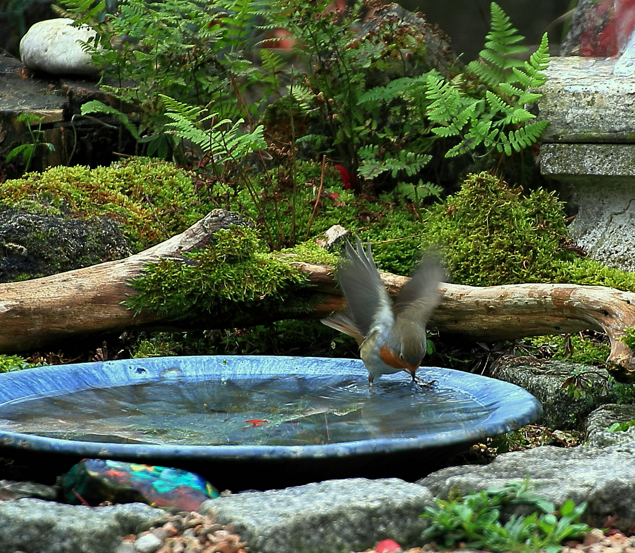 will nicht baden, nur trinken