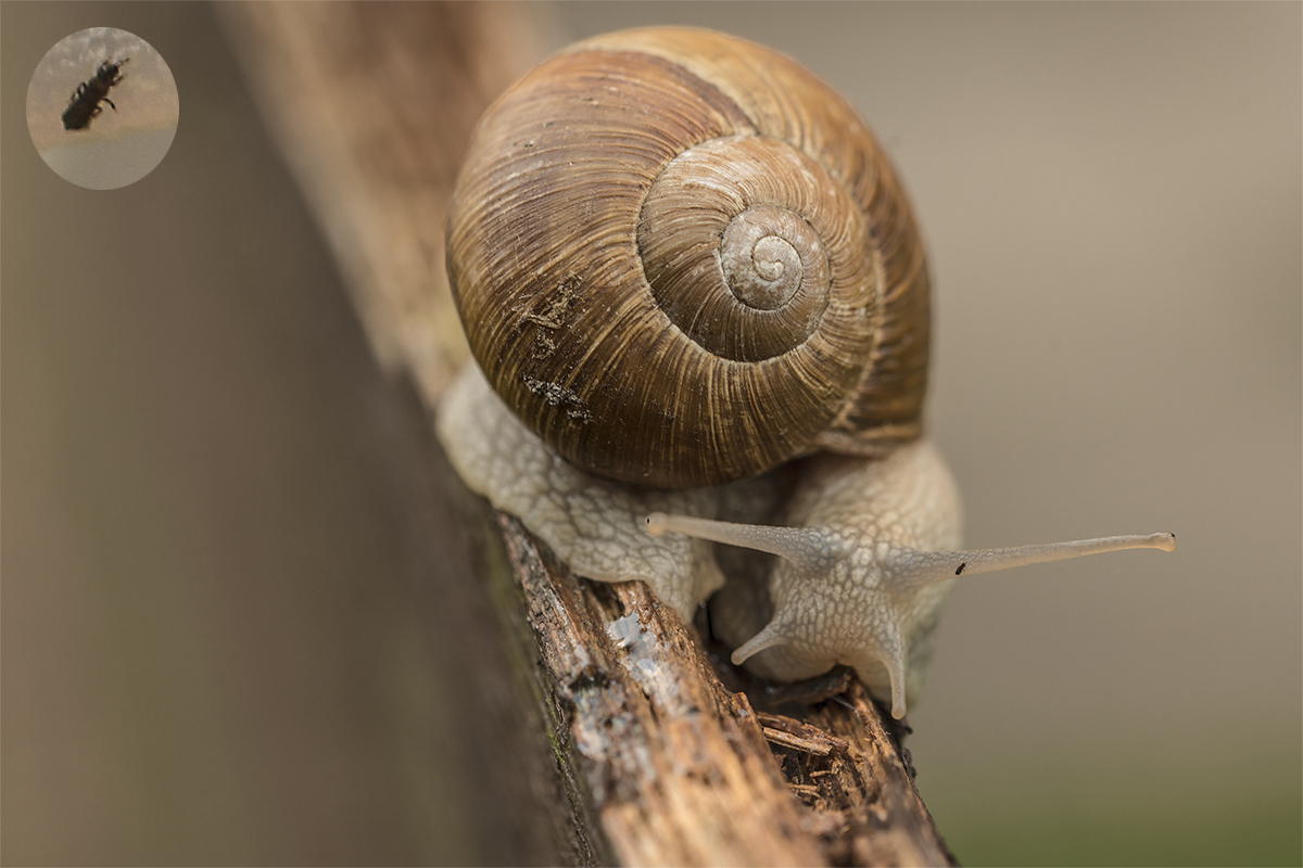 …will Weile haben mit Thrips