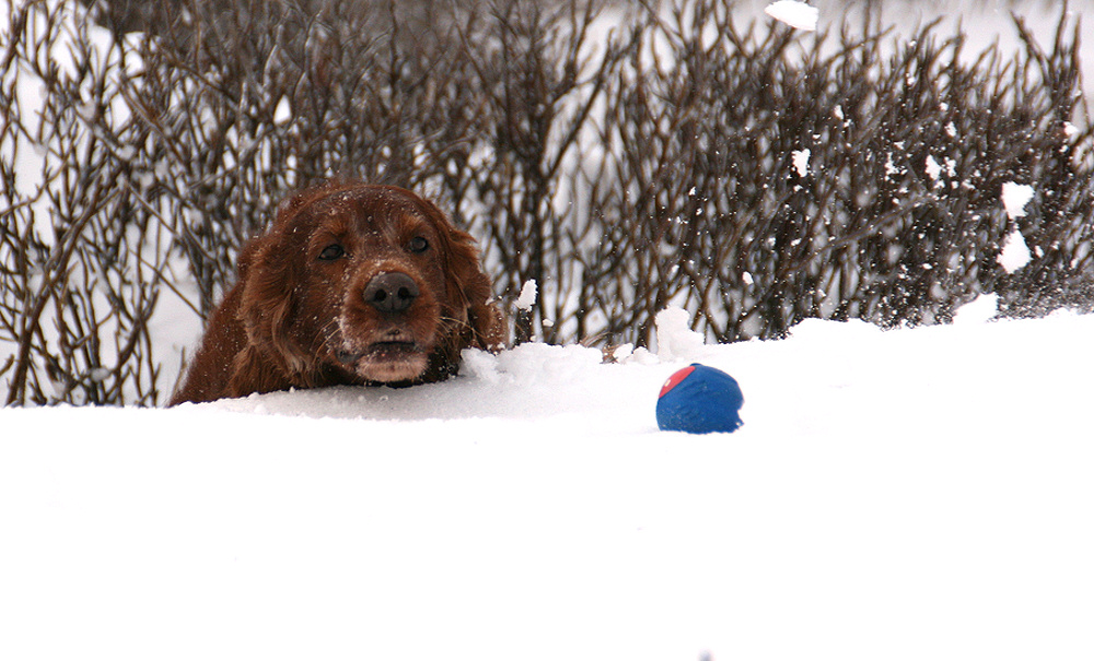 Will zu meinem Ball...