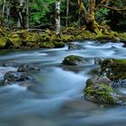 Willamette National Forest