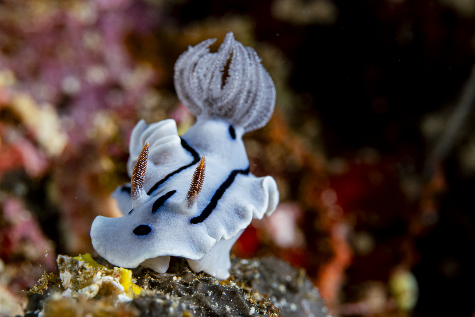 Willan's Chromodoris