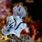 Willan's Chromodoris