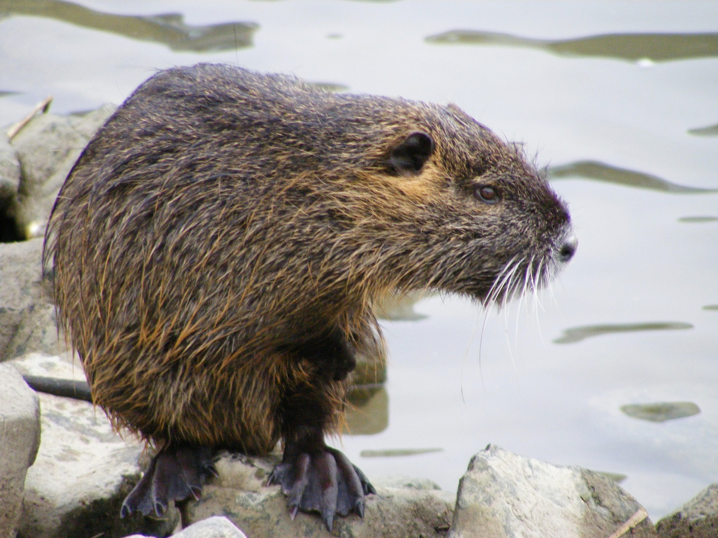 Willebender Nutria