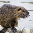 Willebender Nutria