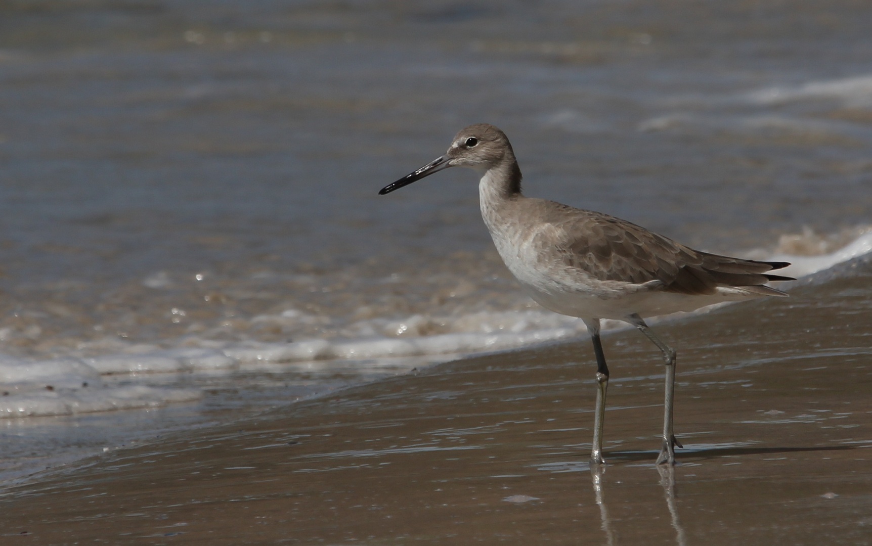 Willet