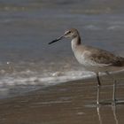 Willet