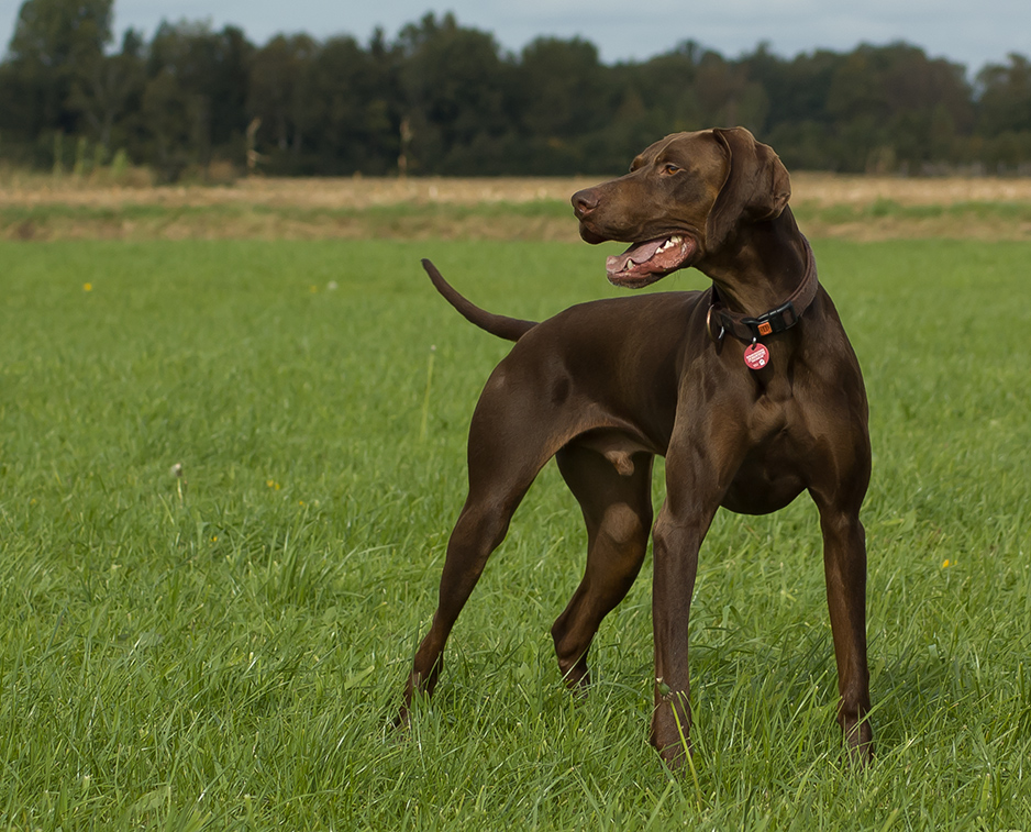 Willi Foto & Bild tiere, haustiere, hunde Bilder auf