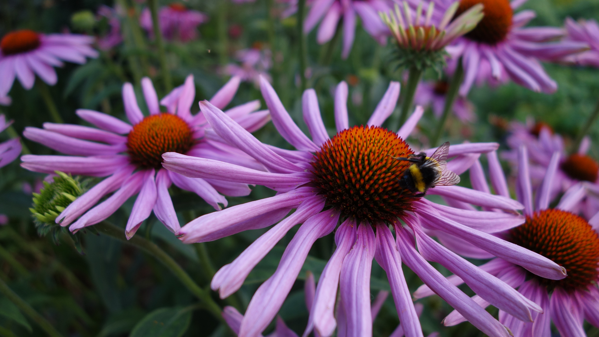 Willi auf der Blume