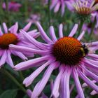 Willi auf der Blume