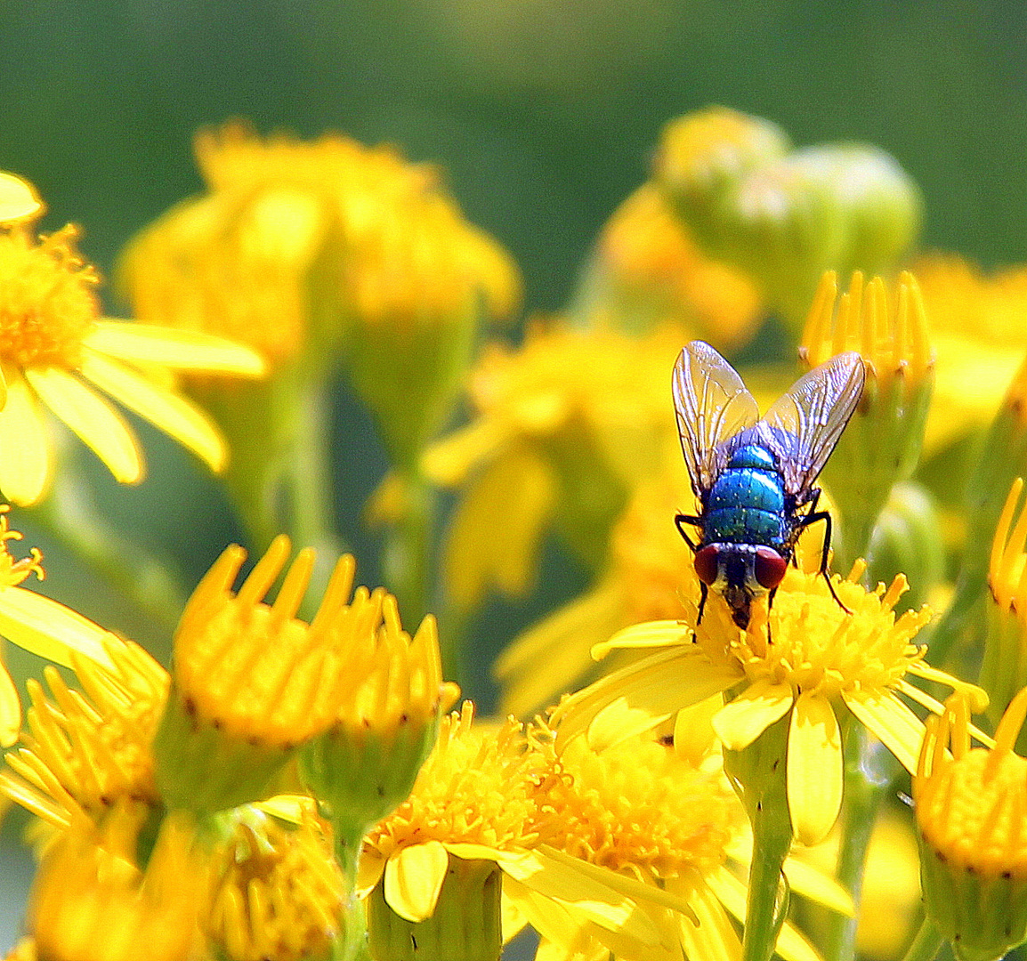 Willi auf der Blume