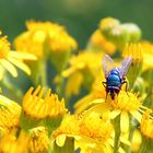 Willi auf der Blume