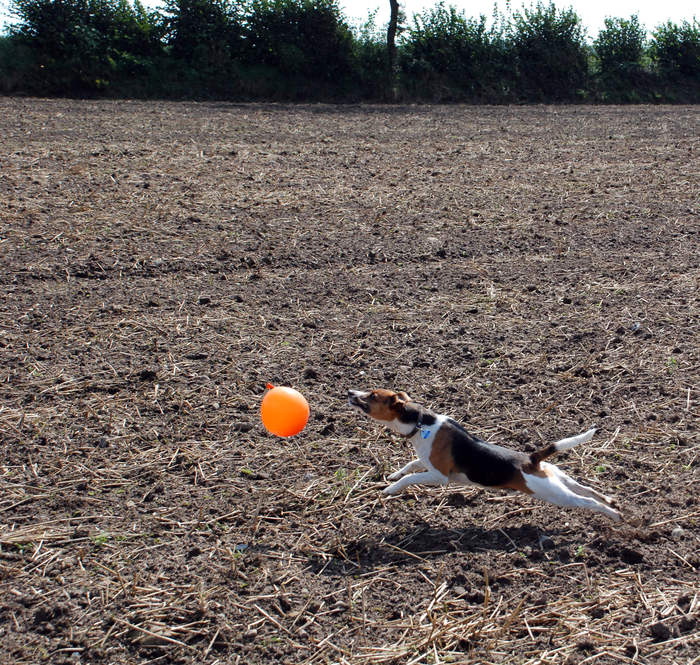 "Willi auf der Jagd"