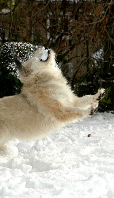 Willi beim Schneeball fangen :-)