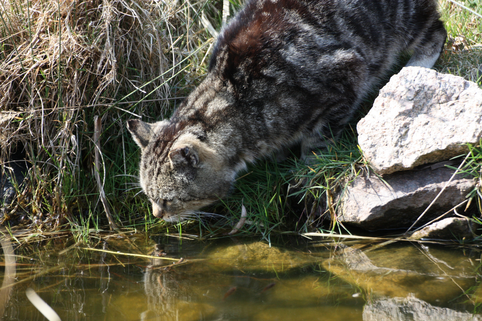 Willi beobachtet die Goldfische