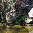 Willi beobachtet die Goldfische