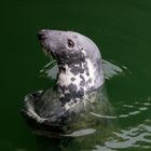 "Willi", der Dauergast im Hörnumer Hafenbecken, Sylt