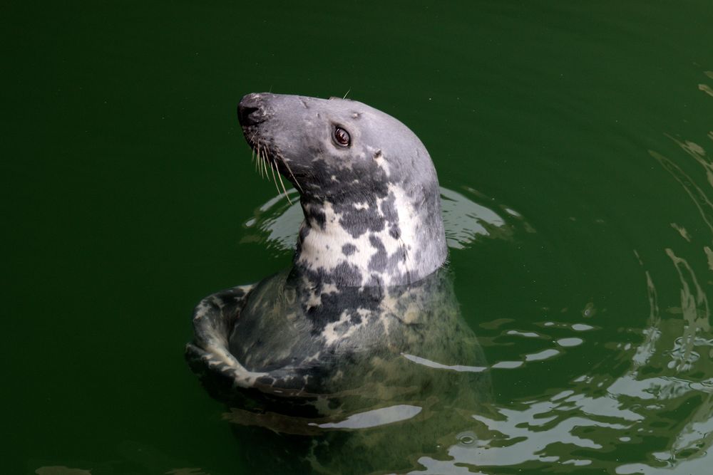 "Willi", der Dauergast im Hörnumer Hafenbecken, Sylt