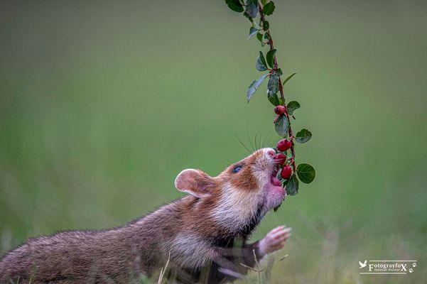Willi der Feinschmecker