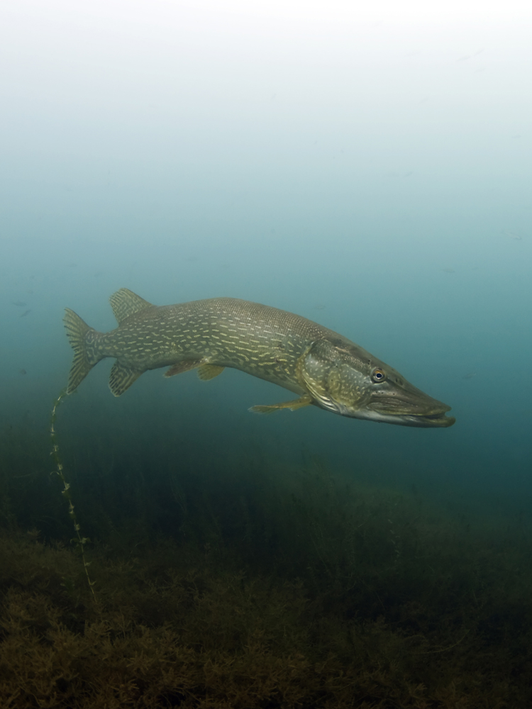 "Willi" grosser Hecht (esox lucius)