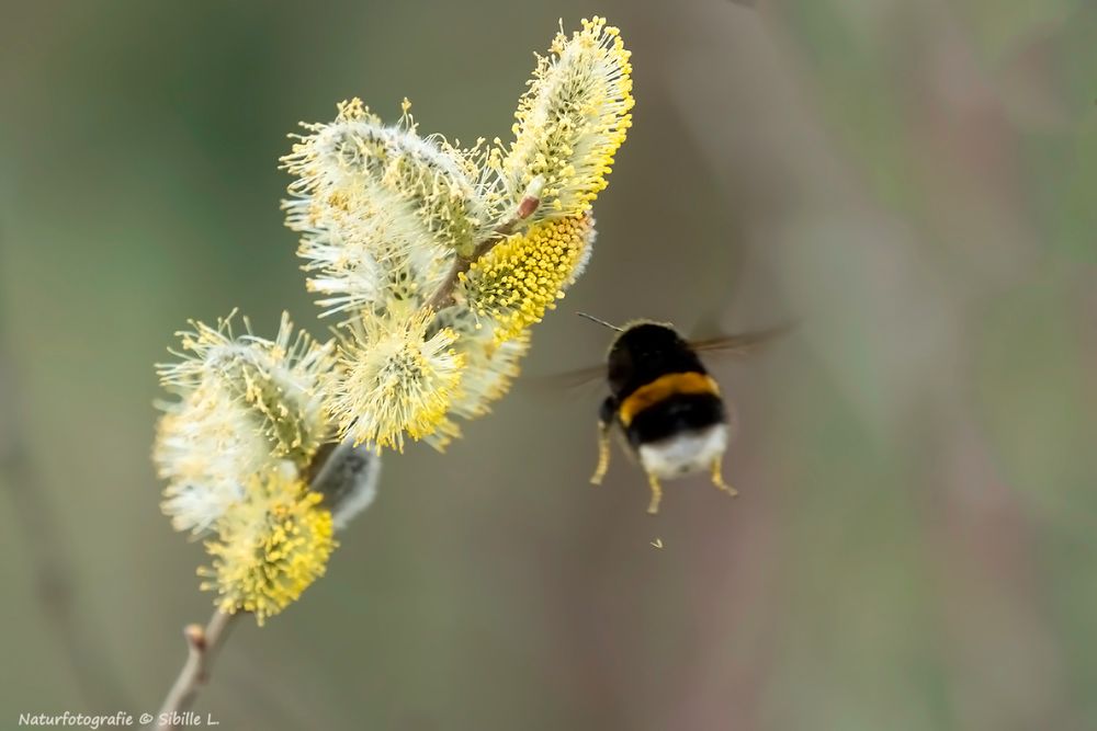 Willi im Anflug an den Futtertrog