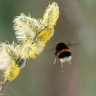 Willi im Anflug an den Futtertrog