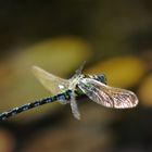 Willi im Tiefflug über meinem Gartenteich