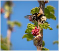 "Willi" im Vorbeiflug