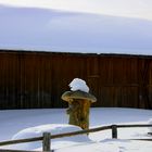 Willi mit Mütze, damit er's schön warm hat.....