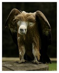 -Willi-the Vulture-