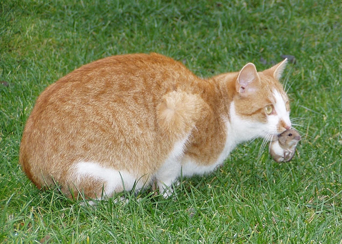 Willi verdient sich sein Brot