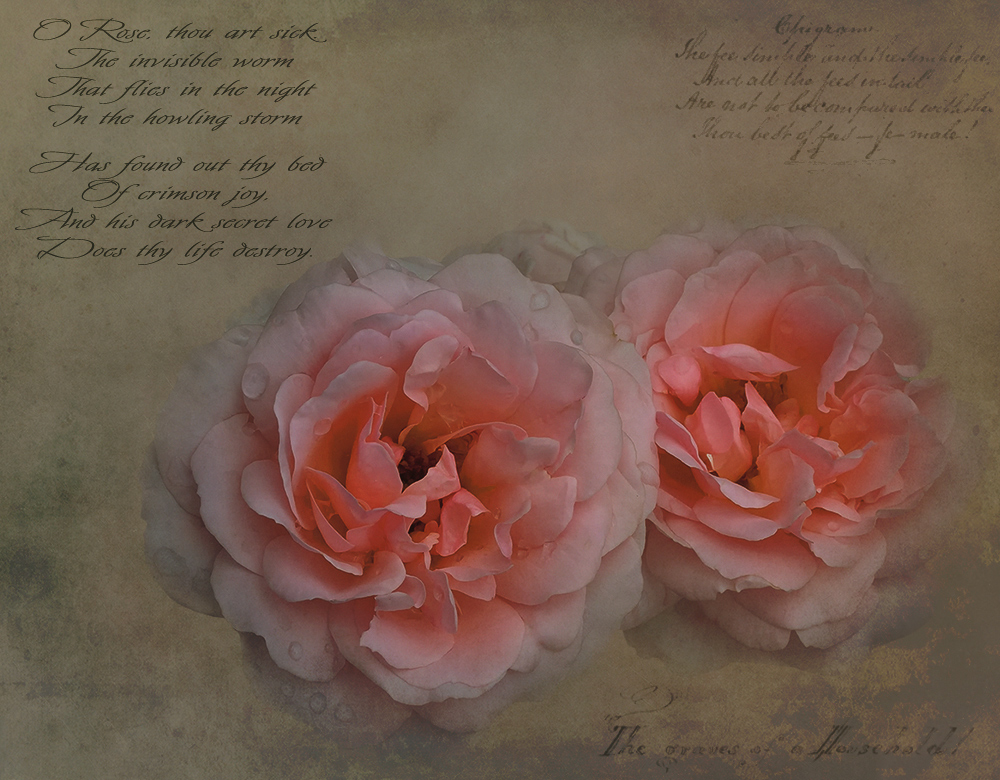 William Blake and roses....