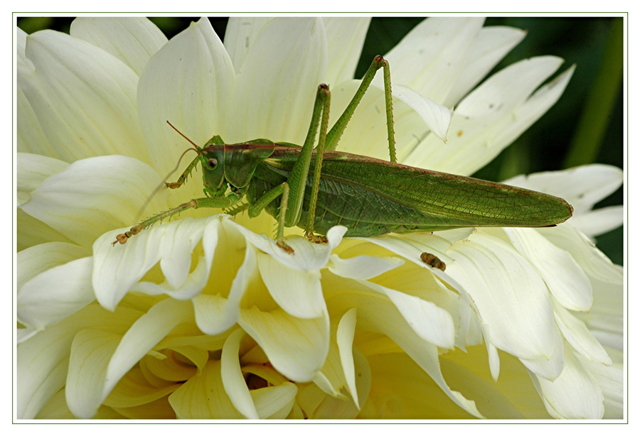 Willibald, der fliegende Hüpfer