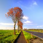 Willicher Strasse - herbstlich