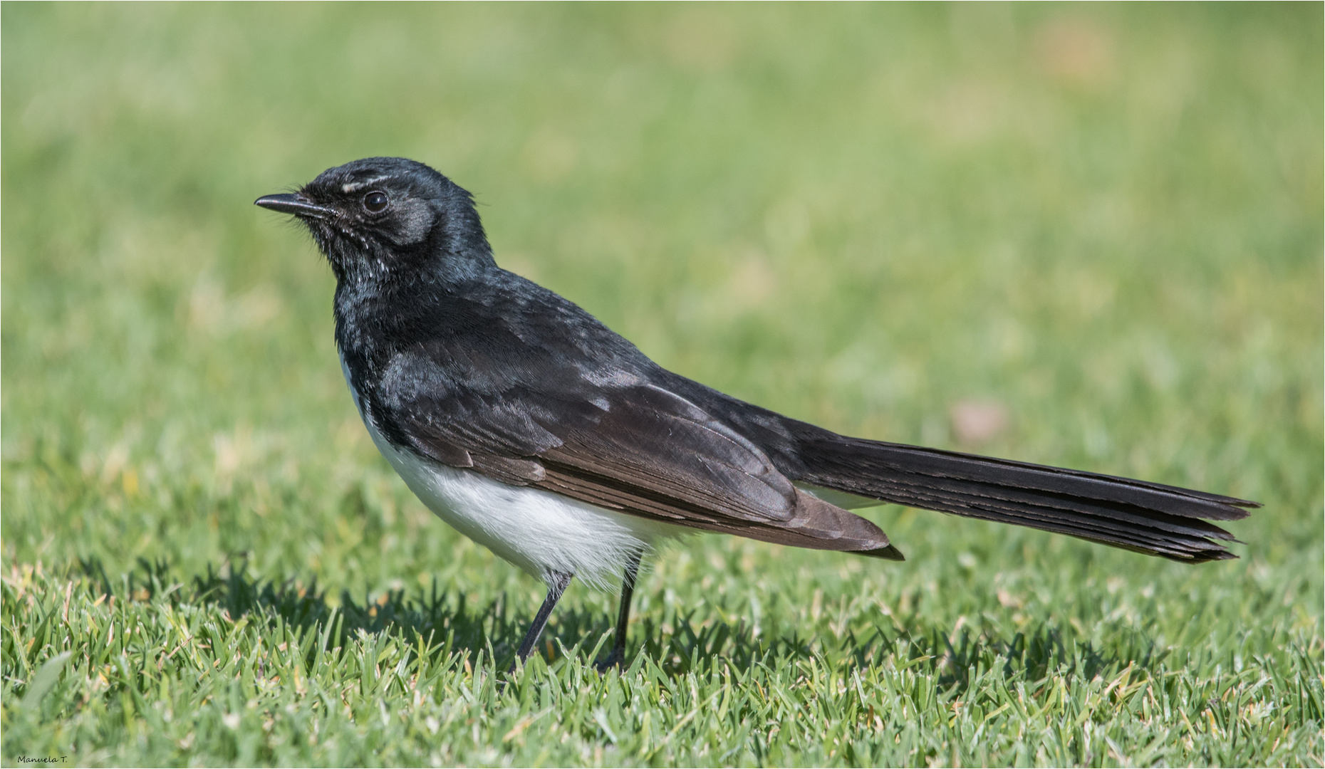 Willie wagtail