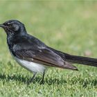 Willie wagtail