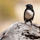 Willie Wagtail