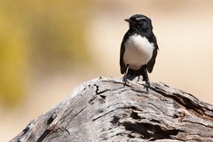 Willie Wagtail