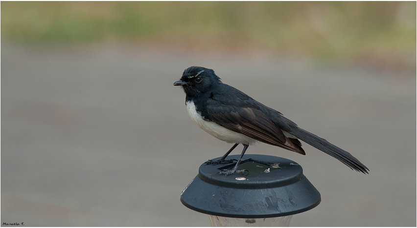 Willie Wagtail