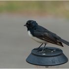 Willie Wagtail