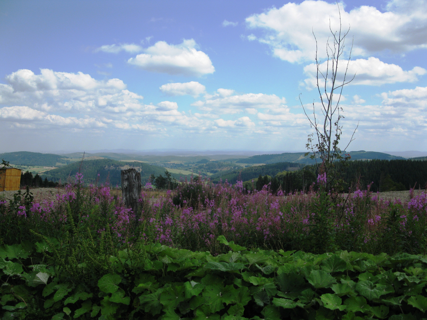 Willingen / Upland – Blick vom Ettelsberg über die Hochheide