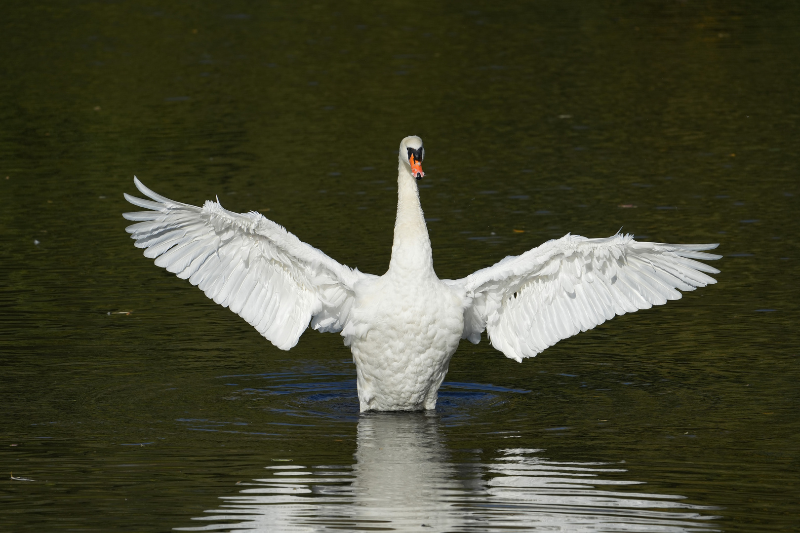 Willkommen am Schwanensee