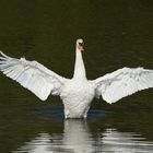 Willkommen am Schwanensee