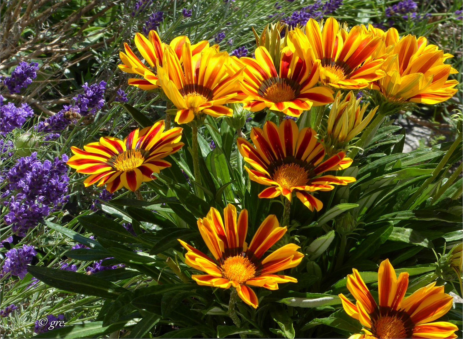 Willkommen an meinem Hauseingang….. Foto & Bild sommer