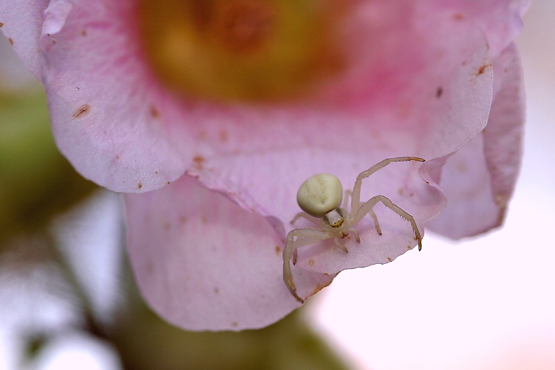 Willkommen auf meiner Blüte..