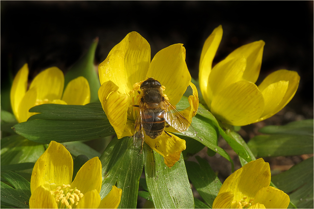  Willkommen, du schöne Schwebfliege !