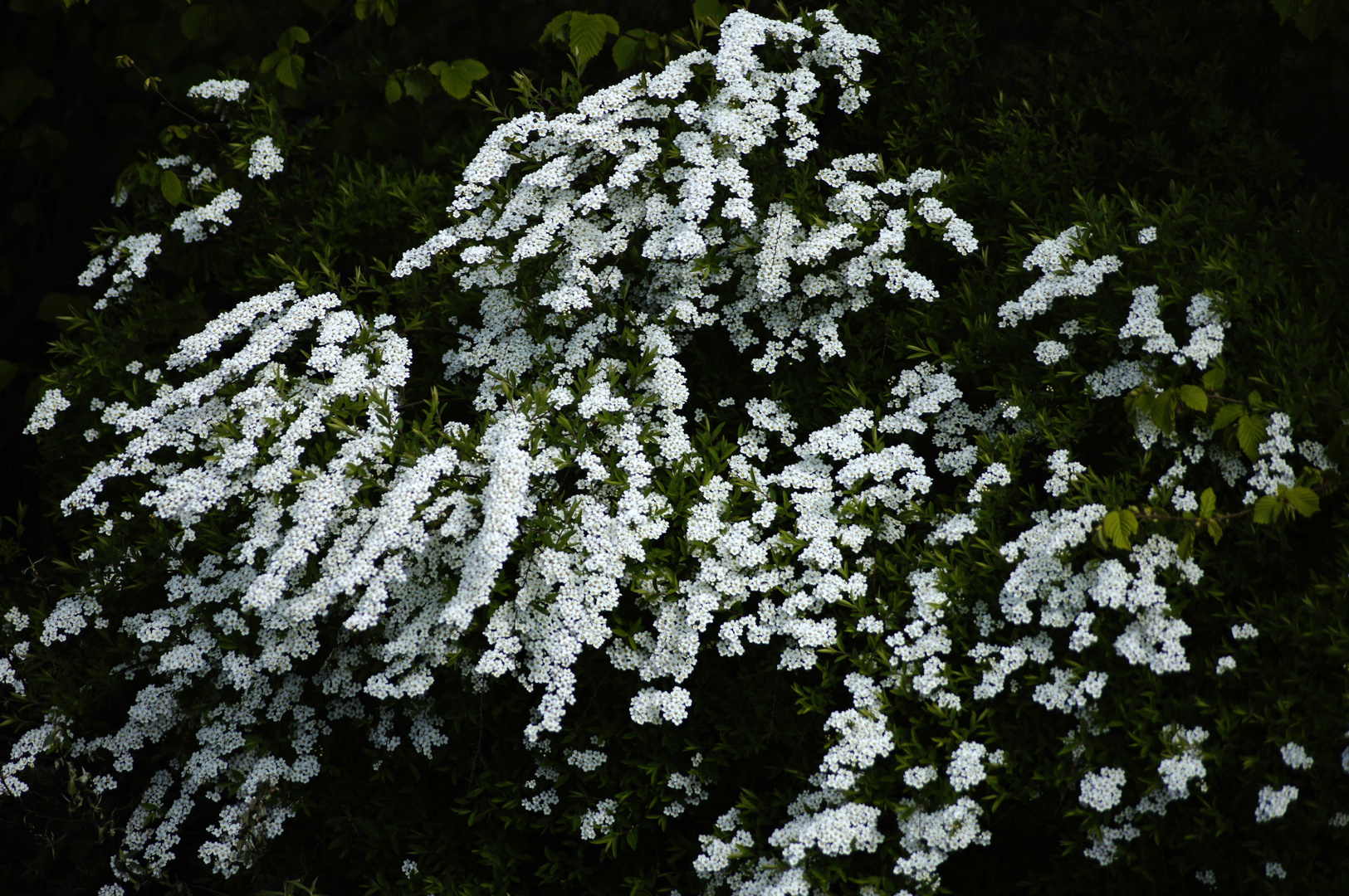 Willkommen Frühling 12